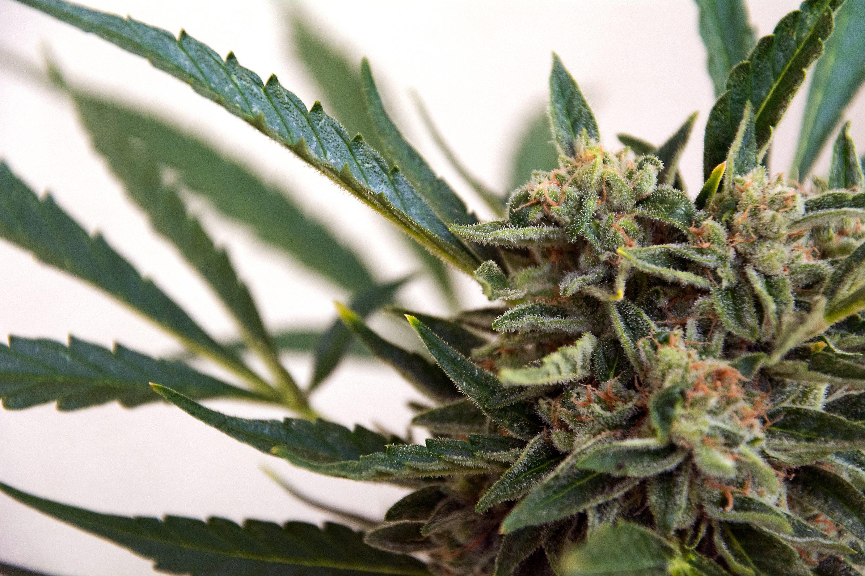 marijuana-header